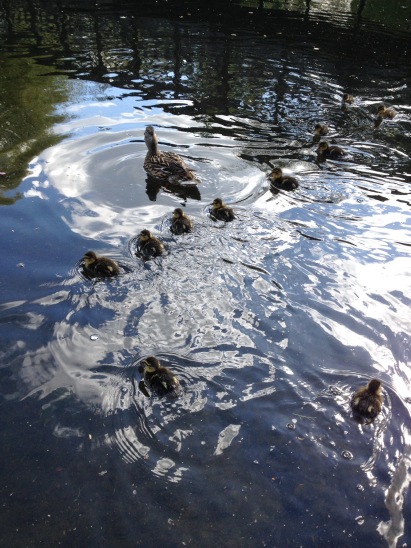 Ducklings. Duck. Regents Park.